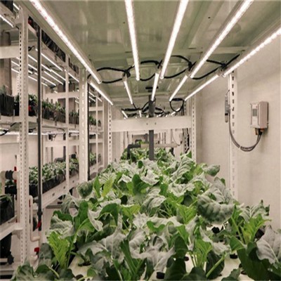 Why LED Grow Lights Shouldn't Be Judged By 
